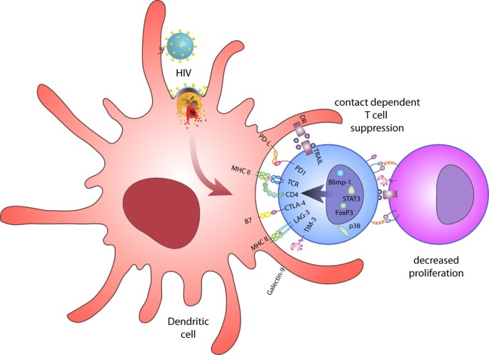 HIV Vaccine Induces T-Cell Response in First Human Trial